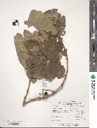 Vitis vinifera image