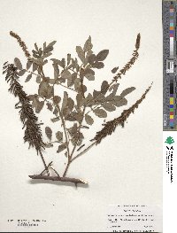 Indigofera hirsuta image