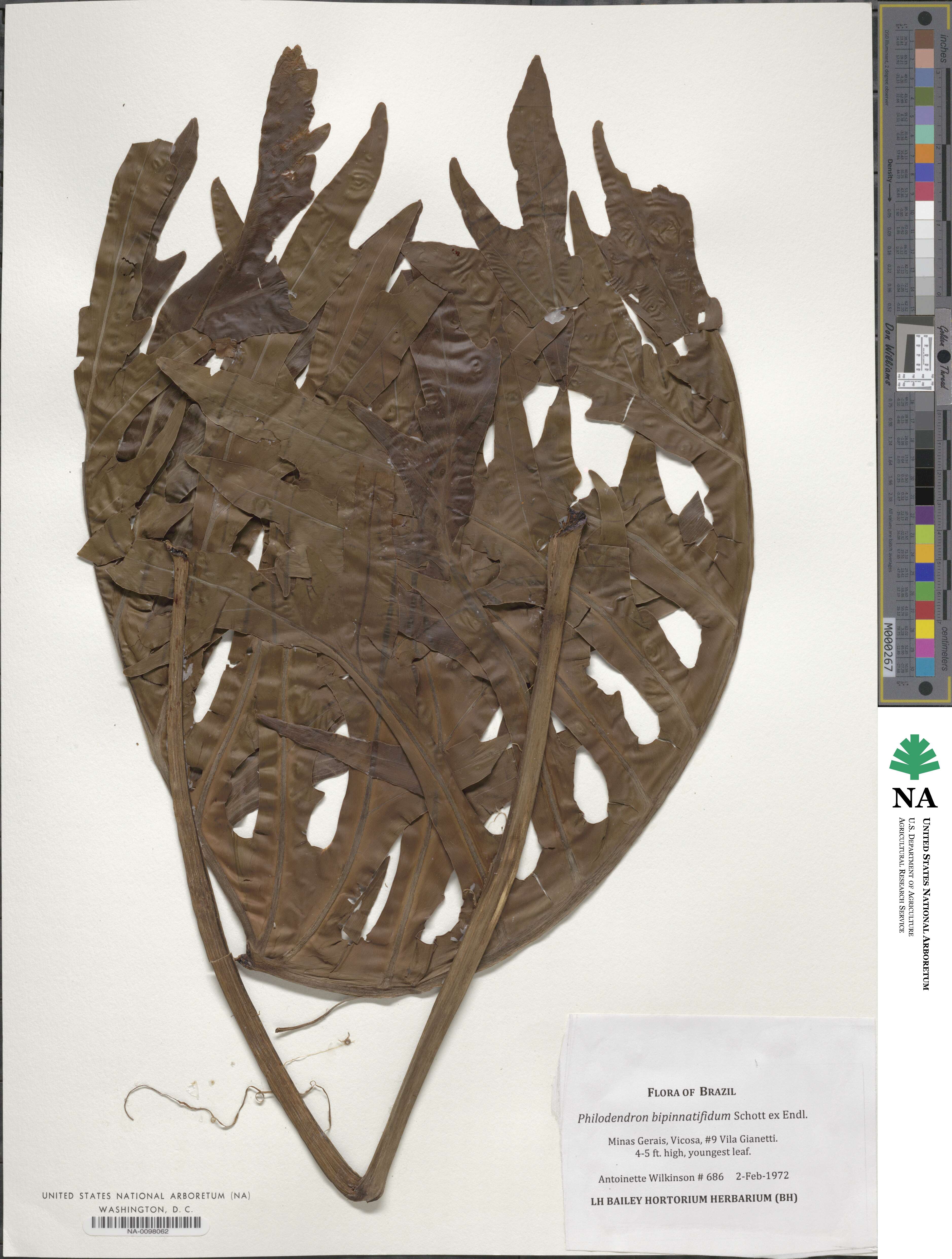 Thaumatophyllum image