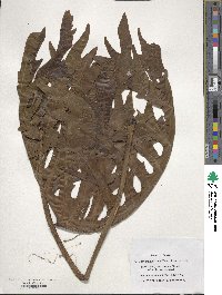 Image of Thaumatophyllum bipinnatifidum