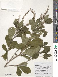 Clethra tomentosa image