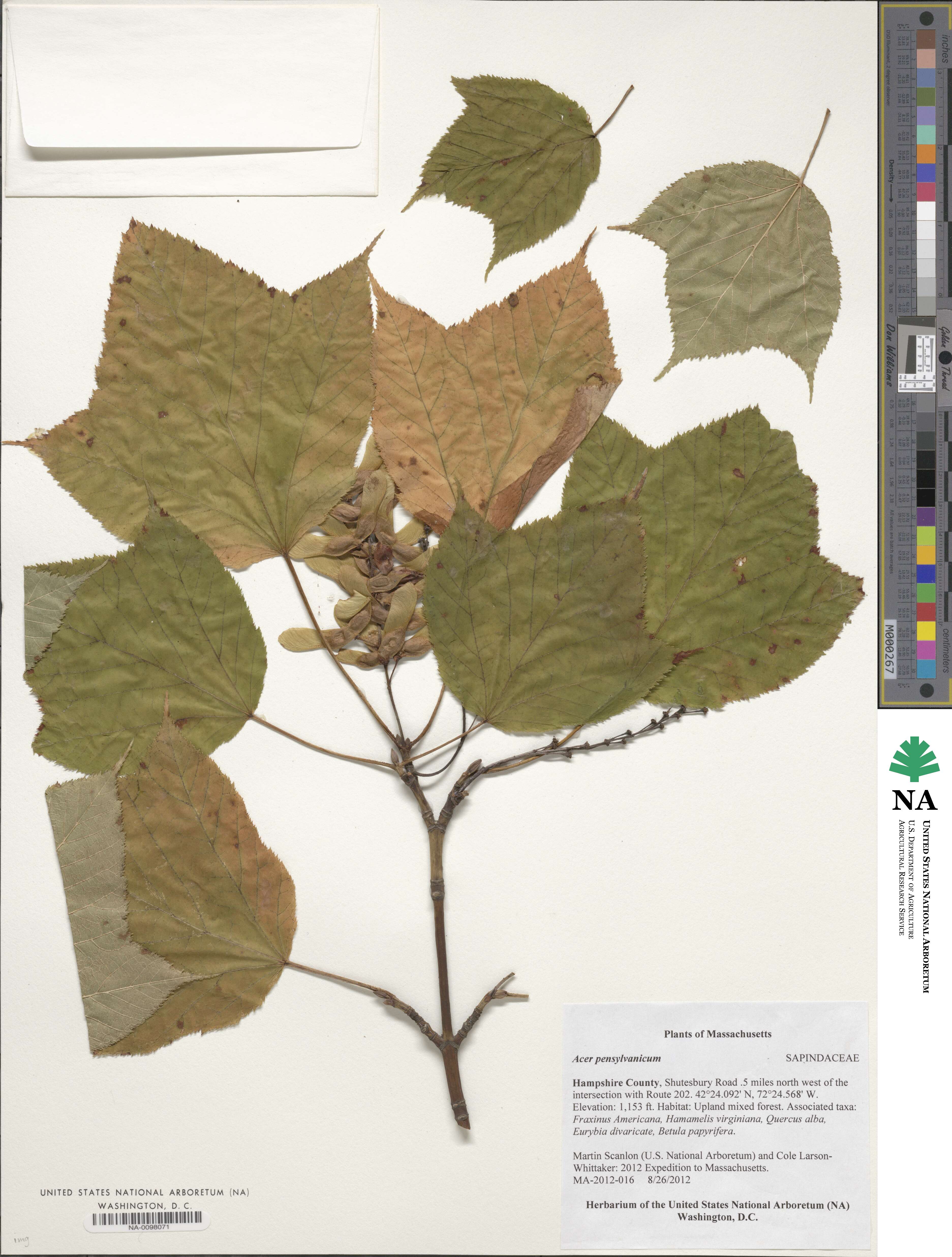 Acer pensylvanicum image