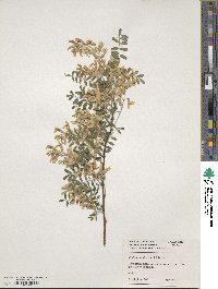 Sophora davidii image