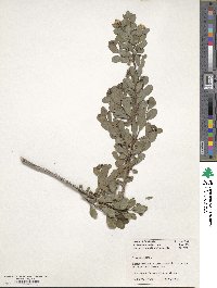 Spiraea crenata image