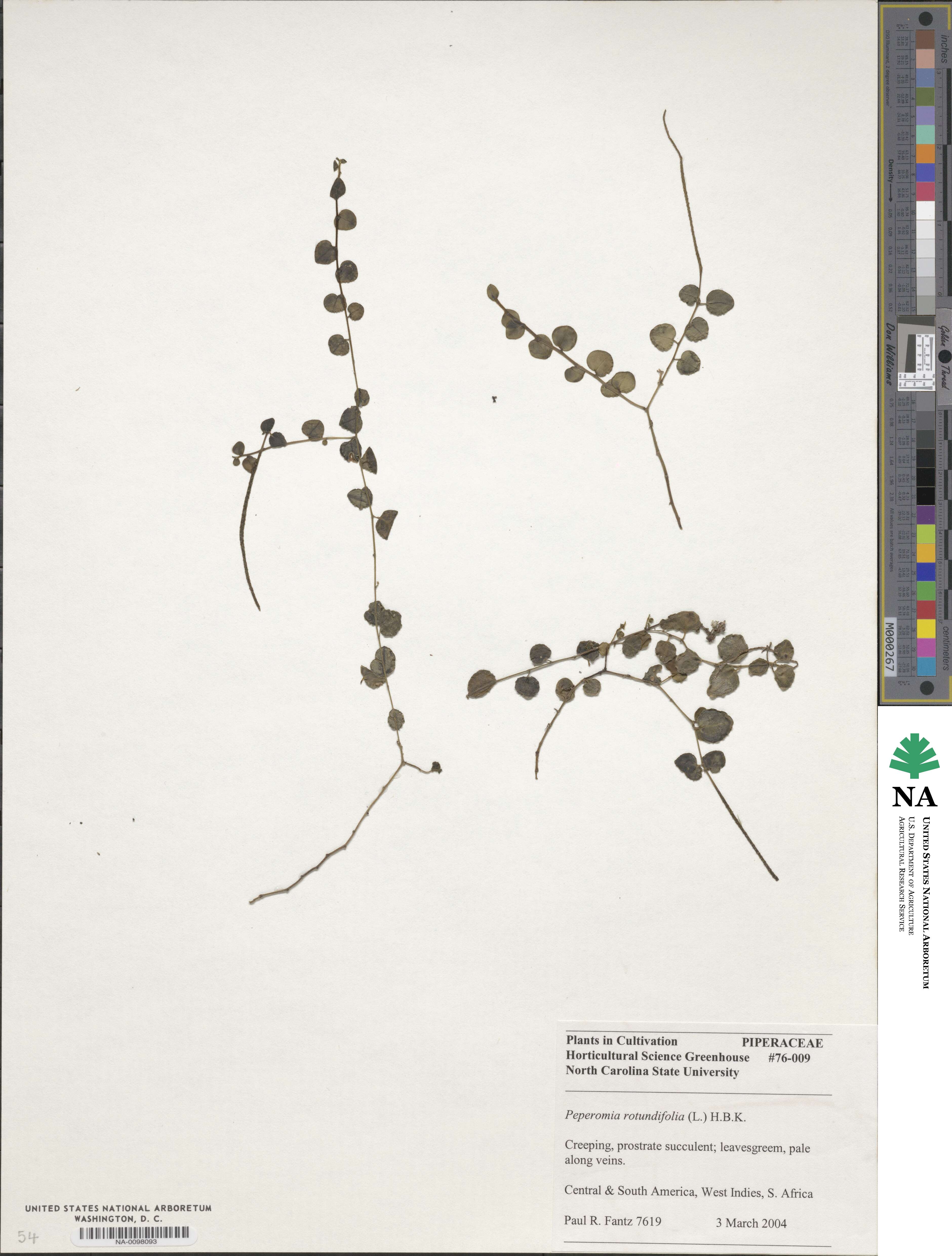 Peperomia rotundifolia image