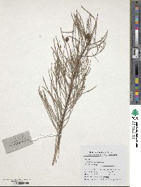 Taxodium distichum var. imbricarium image