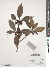 Ternstroemia gymnanthera image