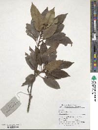 Ilex suaveolens image