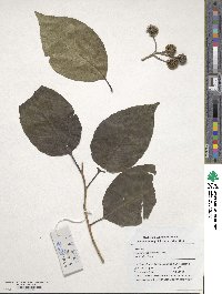 Camptotheca acuminata image