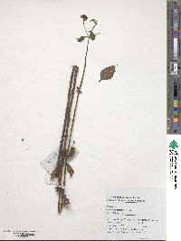 Patrinia scabiosifolia image