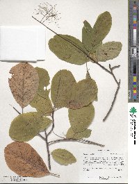 Cotinus obovatus image