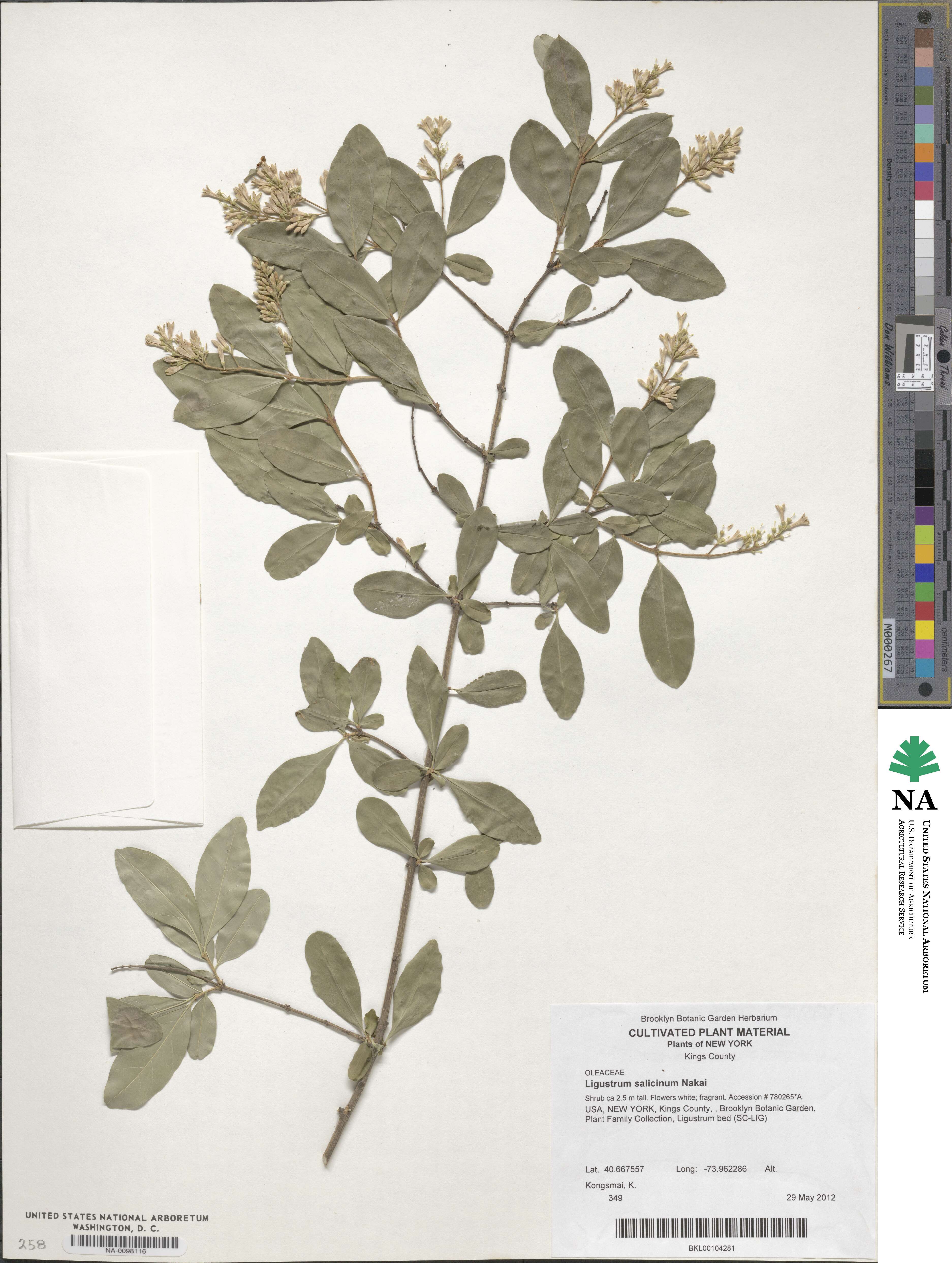 Ligustrum salicinum image