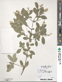 Image of Ligustrum salicinum