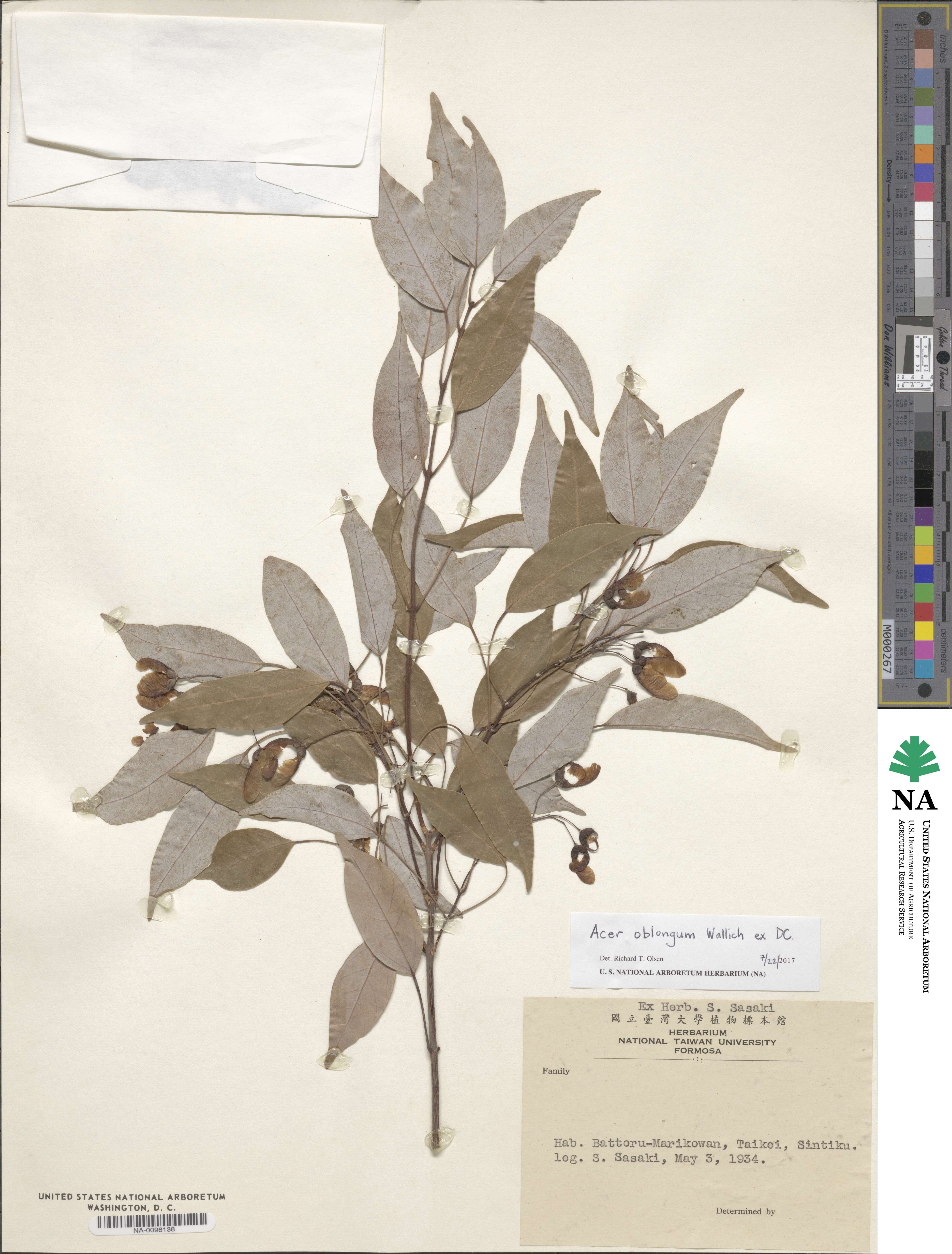 Acer oblongum image