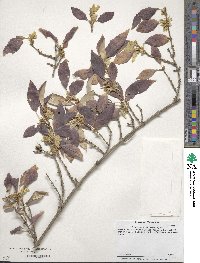 Forsythia suspensa image