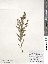 Spiraea alba image