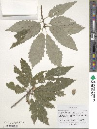 Quercus muehlenbergii image