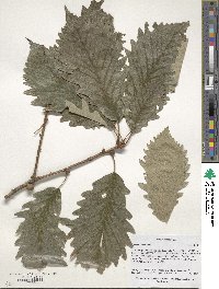 Quercus michauxii image