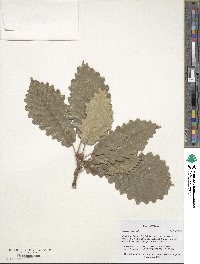 Quercus michauxii image