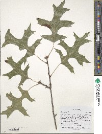 Quercus palustris image