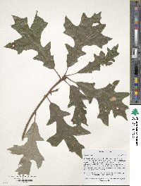 Quercus lyrata image