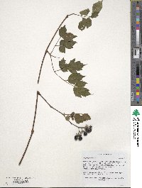 Nekemias arborea image