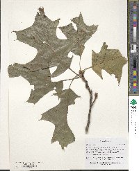 Quercus velutina image