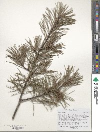 Pinus virginiana image