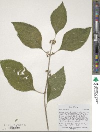 Callicarpa americana image