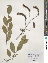 Itea virginica image