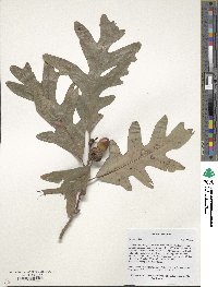 Quercus alba image