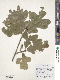 Quercus stellata image