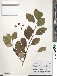 Ilex verticillata image