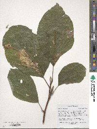 Magnolia acuminata image