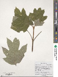 Hydrangea quercifolia image