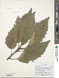 Quercus montana image