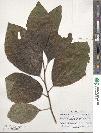 Magnolia acuminata image