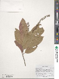 Oxydendrum arboreum image