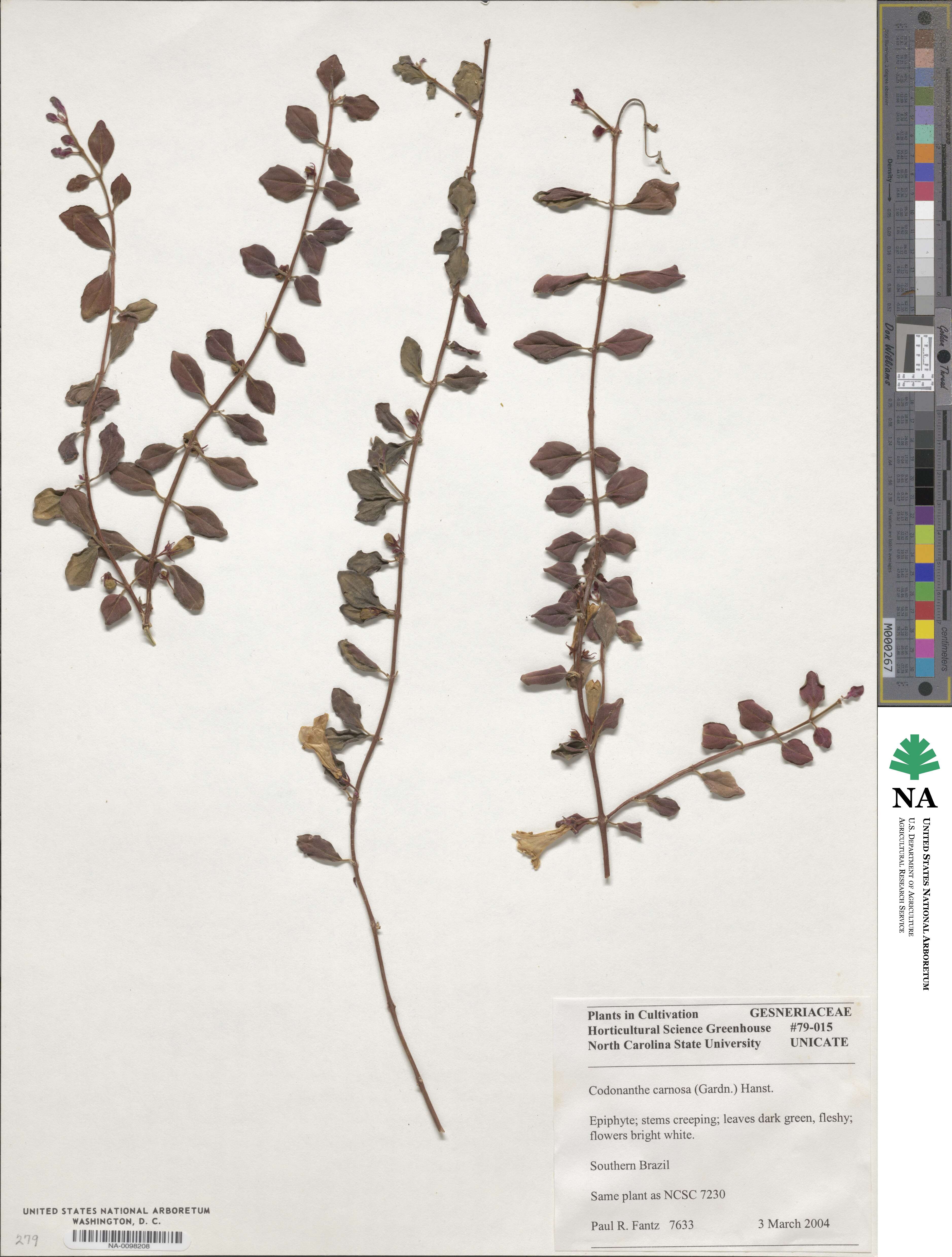 Codonanthe carnosa image