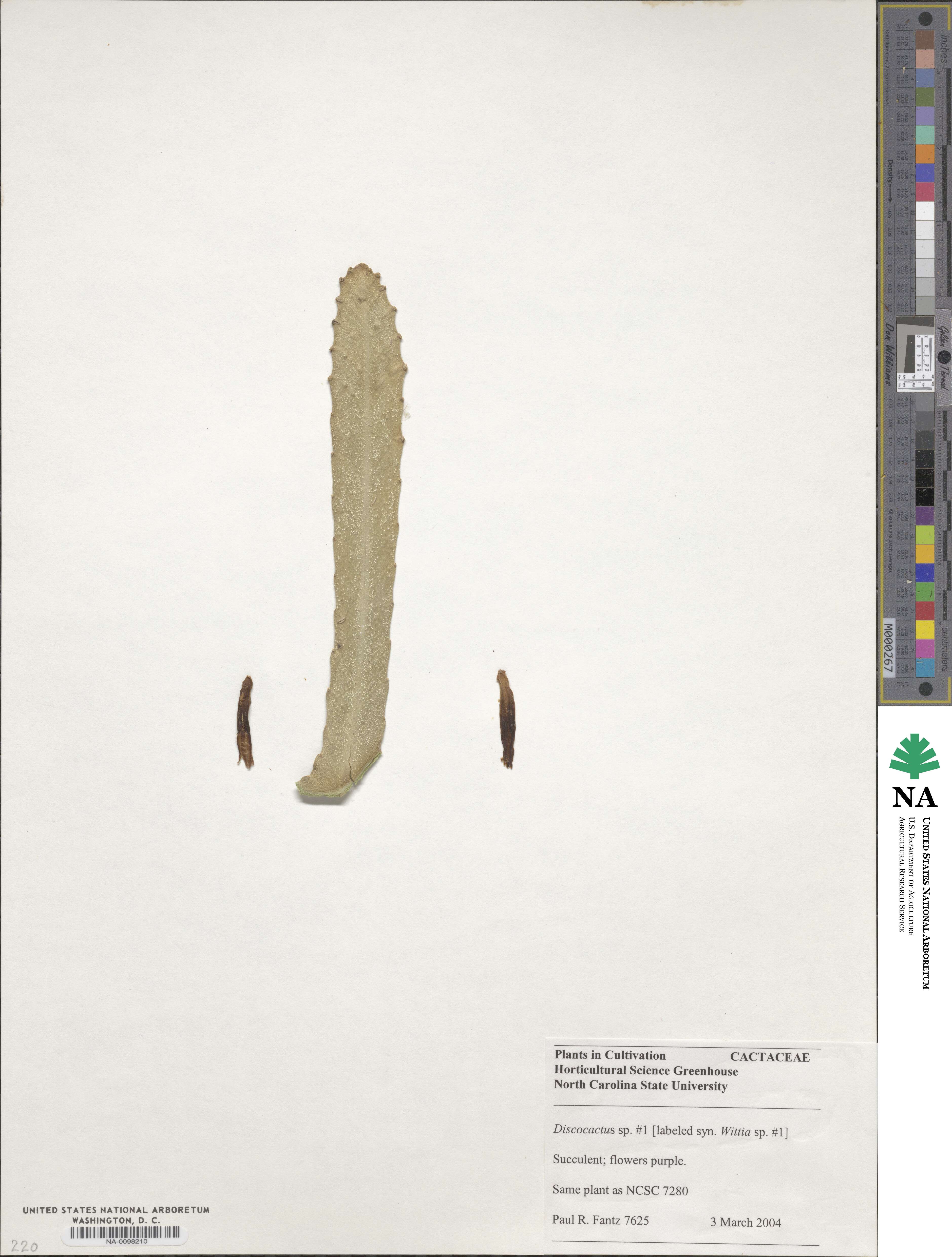 Discocactus image