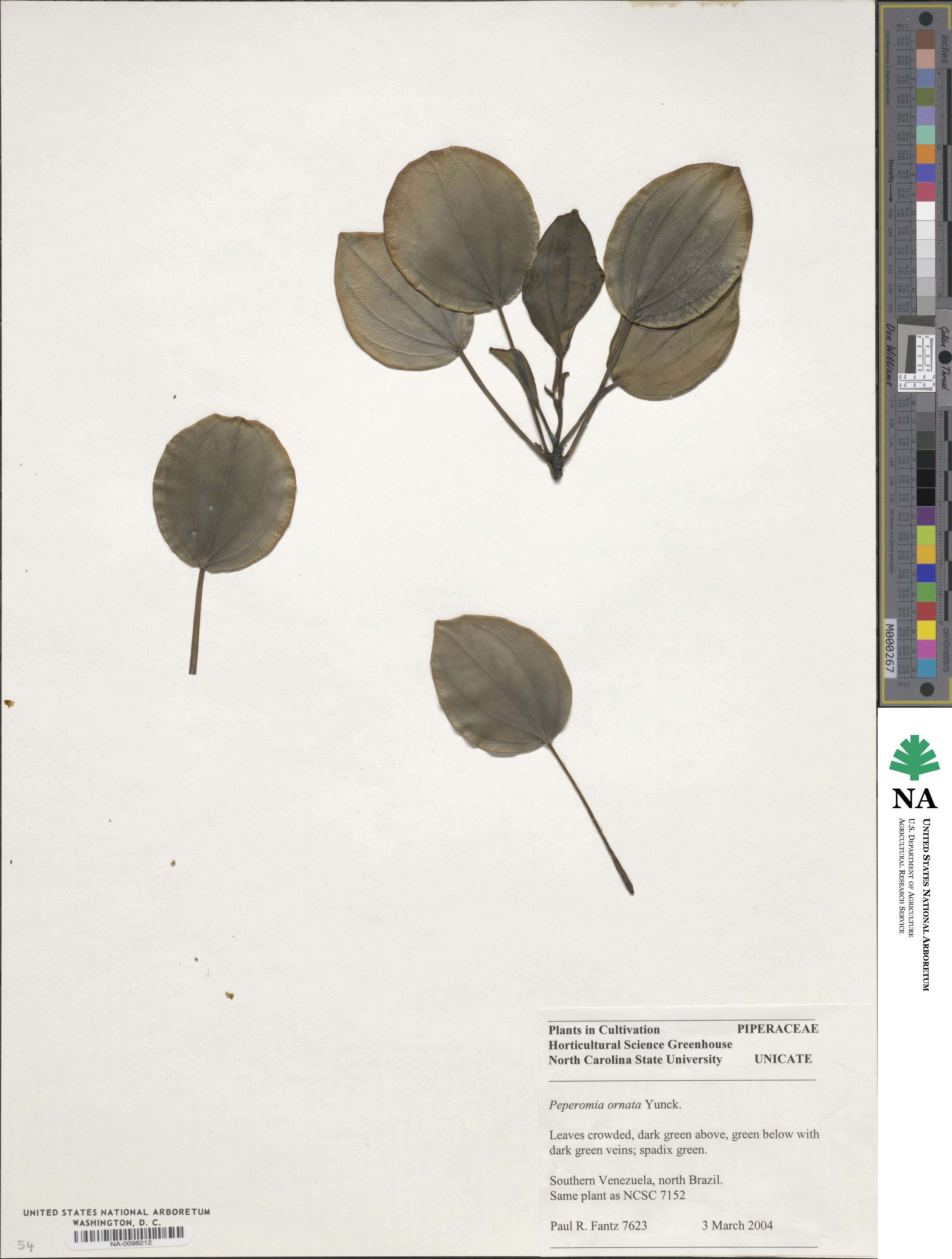 Peperomia maypurensis image
