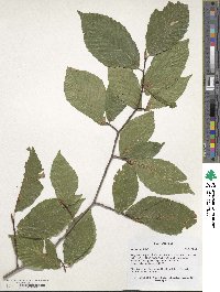 Fagus grandifolia image