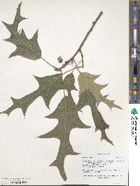 Quercus falcata image