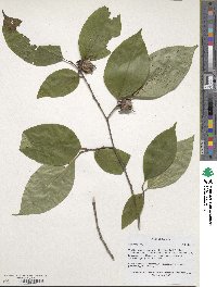 Stewartia ovata image