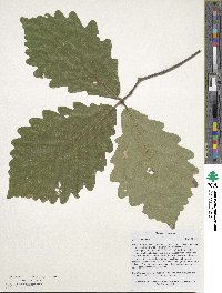 Quercus montana image