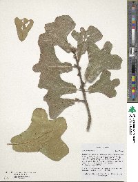 Quercus marilandica image