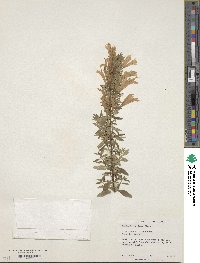 Poliomintha longiflora image