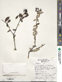 Viburnum henryi image