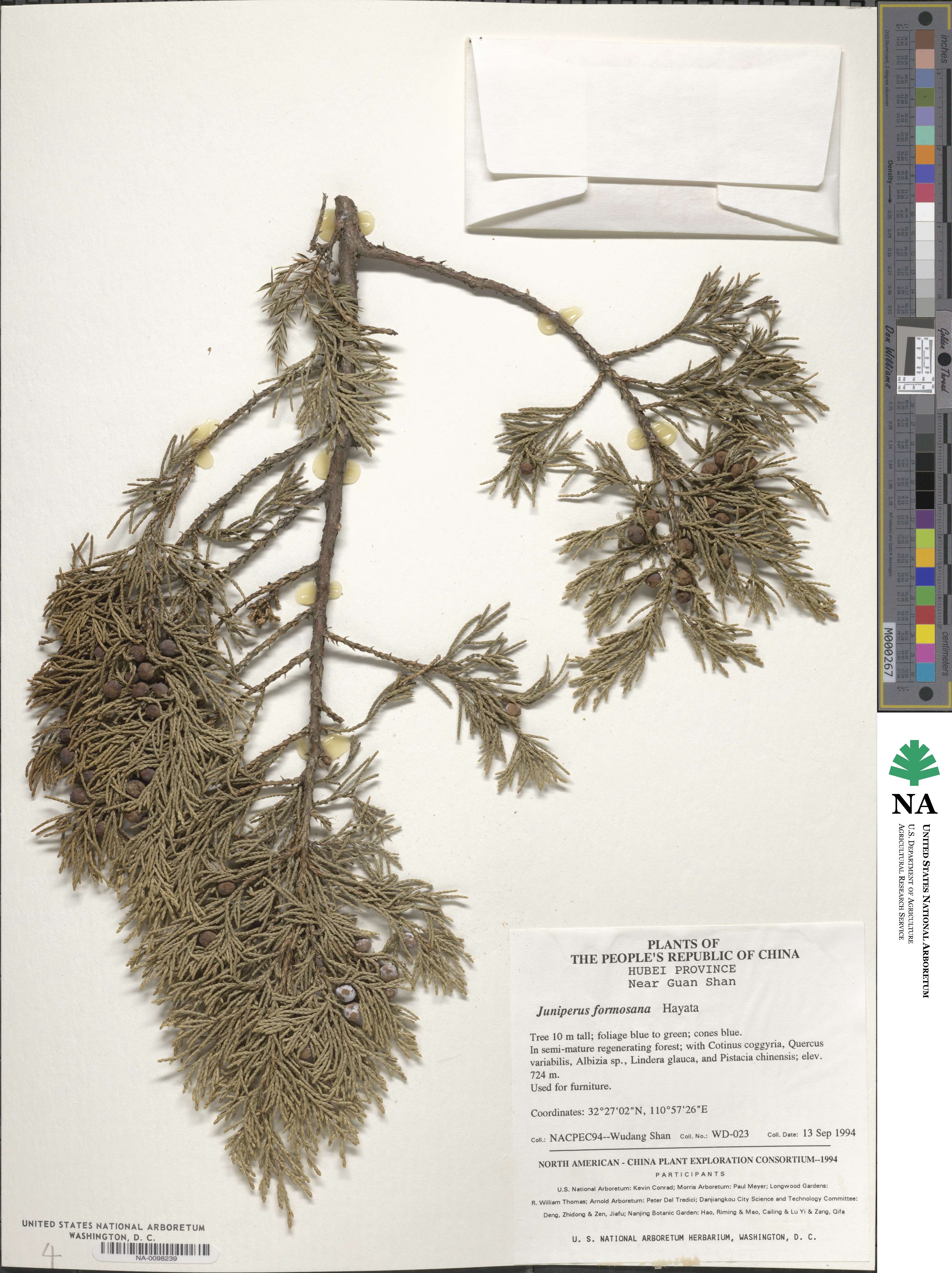 Juniperus formosana image