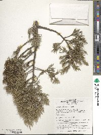 Juniperus formosana image